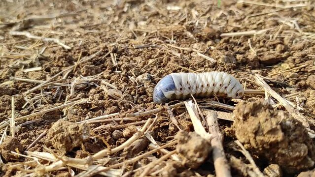 melolontha or diloboderus abderus bug crawling on the soil