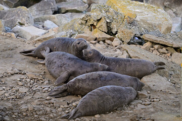 Naklejka premium Northern Elephant Seal - Mirounga angustirostris