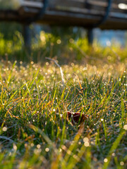 朝露が光る草むらの風景