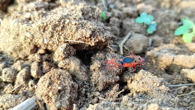 dysdercus cingulatus or red cotton stainer