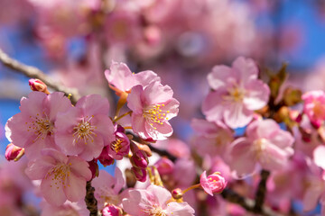 Fototapeta na wymiar 晴れた日の美しい早咲きの河津桜