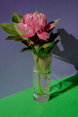 Beautiful peony flower on pink color in transparent Glass of water on isometric creative background. Fresh cut flowers green leaf for decoration home. Delivery flower
