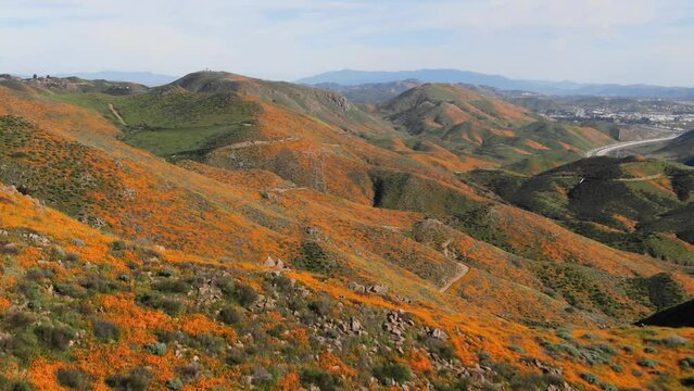 High aerial tilting down over orange poppy fields in southern California in spring