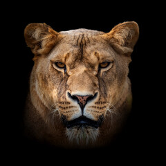 Fototapeta na wymiar Angry lion portrait on dark background