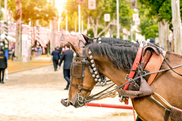 Obraz premium Carriage horses at the fair in Sevilla