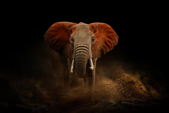 Amazing African elephant with dust and sand. A large animal runs towards the camera. Wildlife scene. Loxodonta africana
