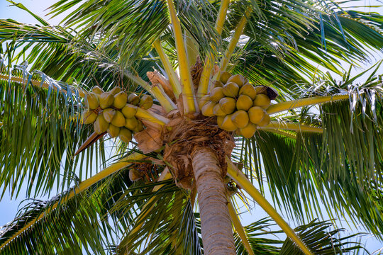 Underneath a coconut tree at Bill Baggs Cape Florida State Park in Miami, Florida. Bunch of coconut fruits hanging above the tree in a low angle view.