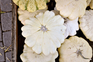 White Pattypan Moonbeam summer squash with round and shallow shape and scalloped edges