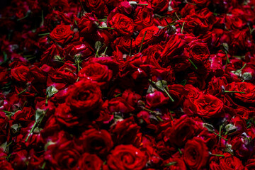 Natural red rose background, fresh cut dark roses close up texture background. High quality photo