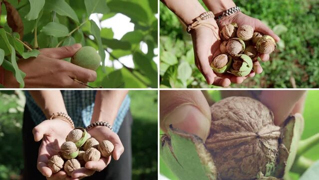 Walnuts growth, collage. Produce the juglans regia tree in the nut orchard. Rustic, natural background