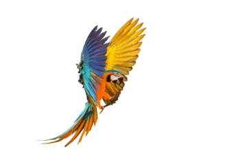 Tuinposter Colorful Blue and gold macaw parrot flying isolated on transparent background png file © Passakorn