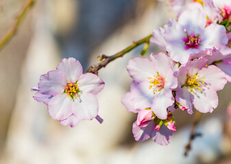 Fototapeta premium Closeup of beautiful white pink flowers of a blossoming almond tree in an almond garden orchard in a kibbutz in Northern Israel, Galilee in february, Tu Bishvat Jewish holiday