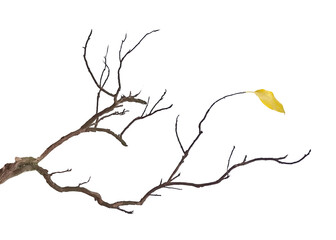 Dry branch isolated on white background