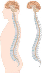 背骨・脊柱・頸椎・胸椎・腰椎・仙骨・横向きのイラスト