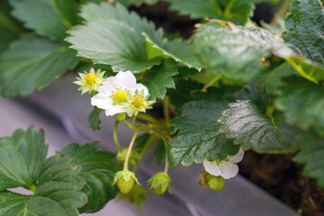 Modern agriculture growing method indoor farm. Fresh organic strawberry flower and fruit planting in seed tray. Close up