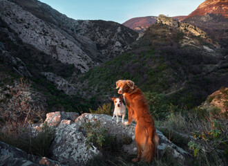 Two dogs on a stone at mountains. Hiking with a Pet. Nova Scotia Tolling Retriever and Jack Russell Terrier