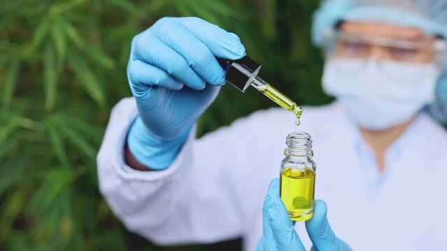 Scientist test CBD hemp oil product in curative indoor hemp farm. cannabis oil dripping And behind it is the cannabis plant. The hemp oil contain natural cbd extraction from organic hemp in the farm.