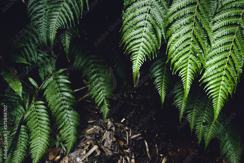 Wall mural fern leaves,dark green fern foliage