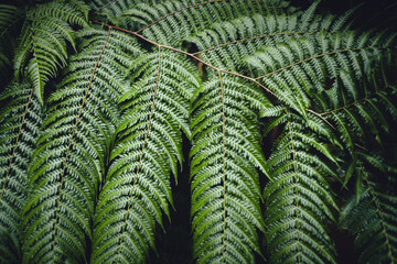 Fern Leaves,Dark green fern foliage
