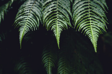 Fern Leaves,Dark green fern foliage