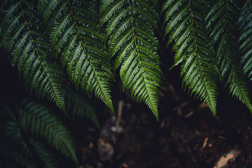 Fototapeta na wymiar Fern Leaves,Dark green fern foliage
