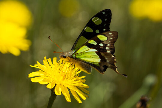 Fototapeta Macleay's Swallowtail Butterfly on Yellow Flower - Nature Photography