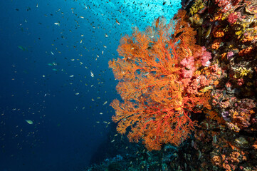 Naklejka na ściany i meble Beautiful Gorgonian Sea Fan coral (Seafan), colorful soft coral and school of fish at Richelieu Rock, a famous scuba diving dive site of North Andaman. Stunning underwater landscape in Thailand