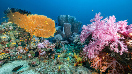 Fototapete bei efototapeten.de bestellen   