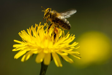 Busy Honeybee on Dandelion - Macro Nature Photography