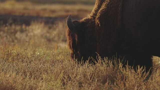 Lockdown Slow Motion Shot Of Horned Plains Bison Grazing In Dry Field - Commerce City, Colorado