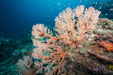 Fototapeta na wymiar Colorful Branching Gorgonian Sea Fan coral (Seafan) with marine life at Tachai Pinnacle, a famous scuba diving dive site of North Andaman and stunning underwater landscape in Thailand.
