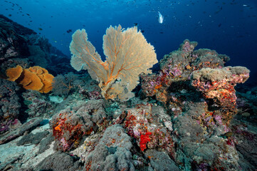 Fototapeta na wymiar Giant Branching Gorgonian Sea Fan coral (Seafan) with colorful soft coral reef and marine life at North Andaman, a famous scuba diving dive site and exotic underwater landscape in Thailand.