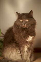 Adorable kitty in modern interior. Relaxed domestic cat indoors.