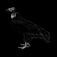 Obraz premium Red-Headed Vulture hand drawing vector isolated on black background.