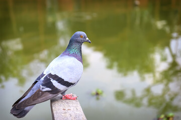 Pigeon standing. Dove or pigeon on blurry background. Pigeon  adult, stray, perched on wood near a pond