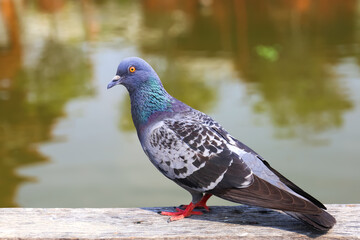 Pigeon standing. Dove or pigeon on blurry background. Pigeon  adult, stray, perched on wood near a pond