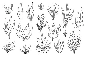 Algae set in doodle style. Algae Collection. Vector illustration. Sea plants. © Евгения Крупель