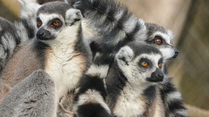 groupe de Maki catta en gros plan © ALF photo