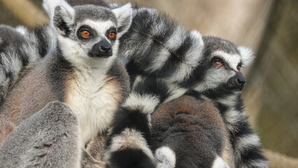 groupe de Maki catta en gros plan