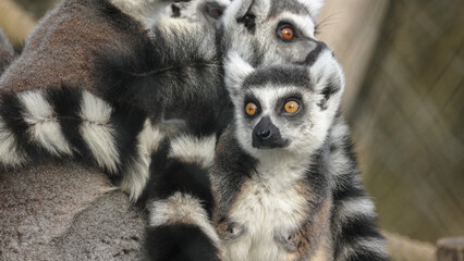 groupe de Maki catta en gros plan