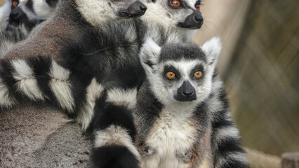 groupe de Maki catta en gros plan