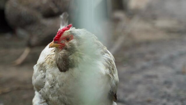 An old Faverolle chicken stands close-up behind a fence, smooth camera movement