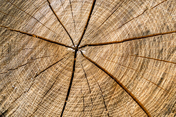 Beautiful wooden fracture old oak, natural texture close up