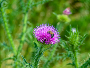 Beautiful wild flower winged bee on background foliage meadow