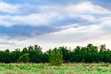 Fototapeta premium Beautiful horizon scenery in village meadow on color natural background