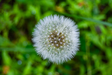 Beautiful wild growing flower seed dandelion on background meadow