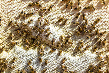 Abstract hexagon structure is honeycomb from bee hive filled