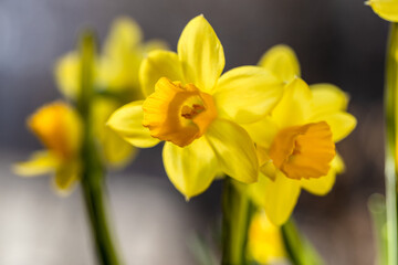Beautiful Spring banner with fresh yellow daffodil flowers grow in pot on windowsill. Bouquet flowers in soft morning sunlight. 