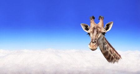 Horizontal banner with giraffe above clouds. Cute giraffe in the sky. Fantastic scene with huge...