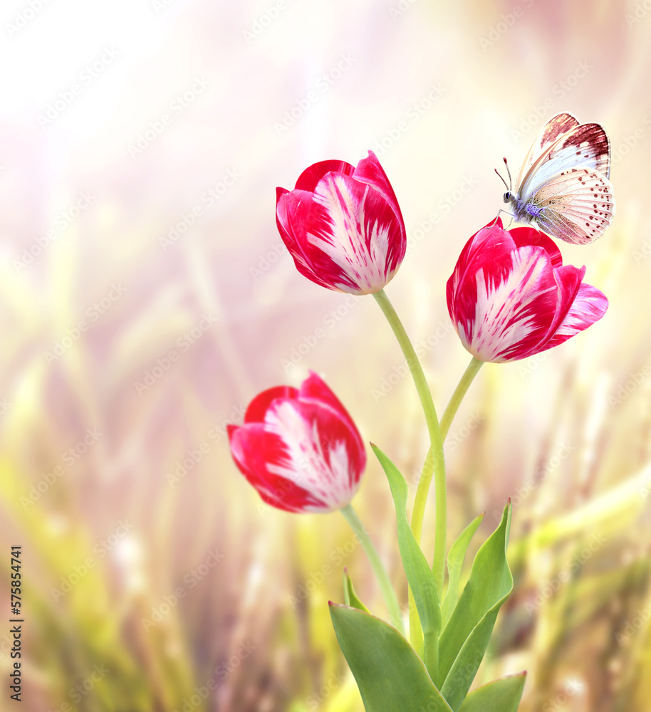 Aufkleber butterfly and red tulips on abstract sunny blurred spring background. summer scene with tulips flowe